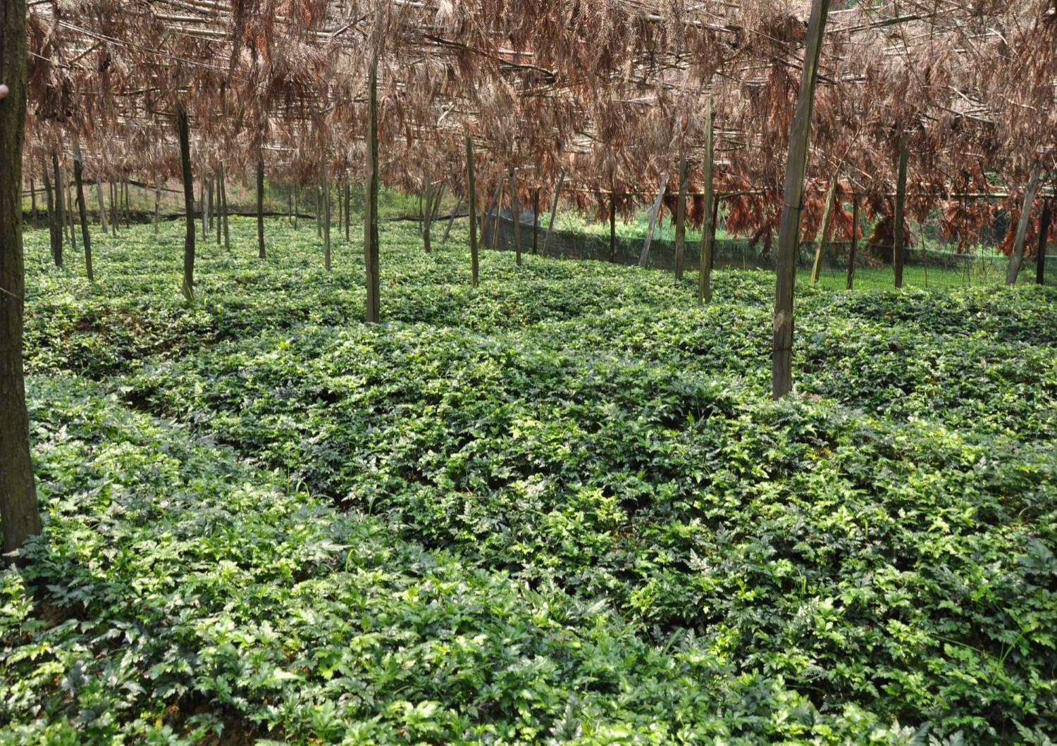 JDB����(�й���)���ٷ���վ