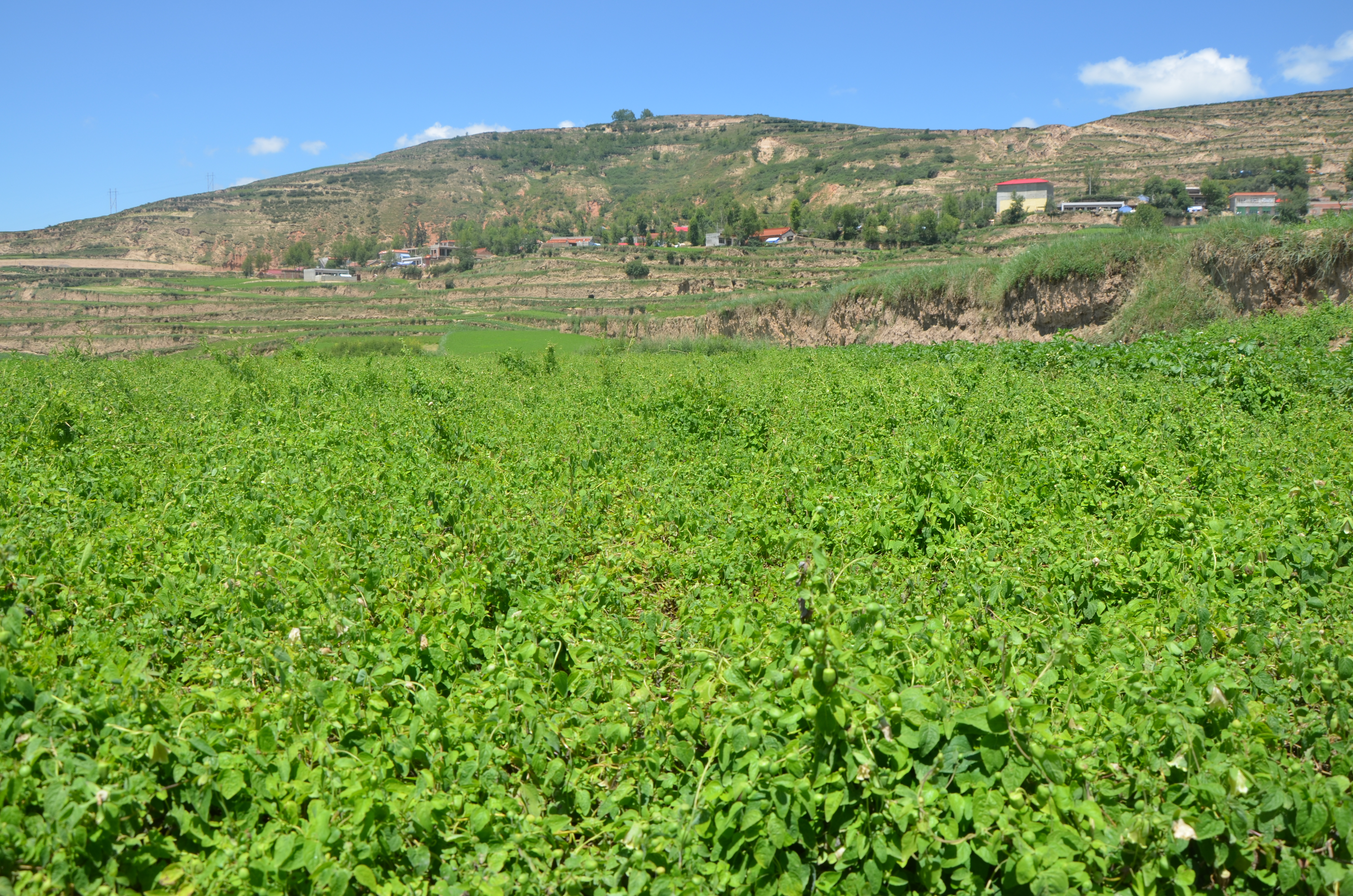 JDB����(�й���)���ٷ���վ