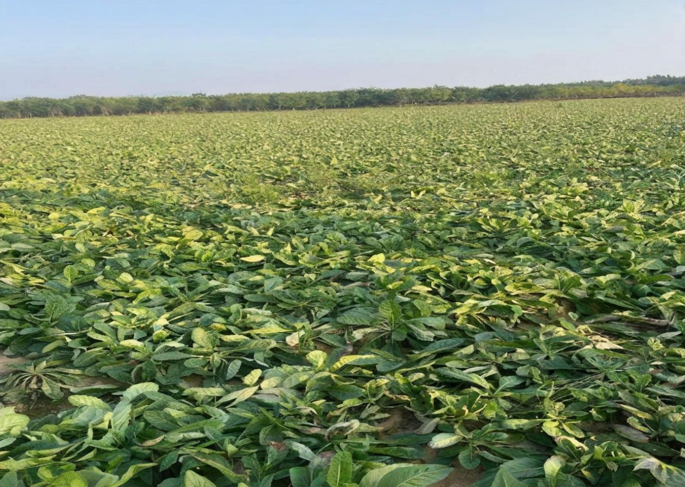 JDB����(�й���)���ٷ���վ